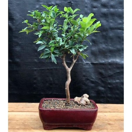 Paisaje Flowering Jaboticaba Tree - Eugenia Cauliflora - Small PA2803699